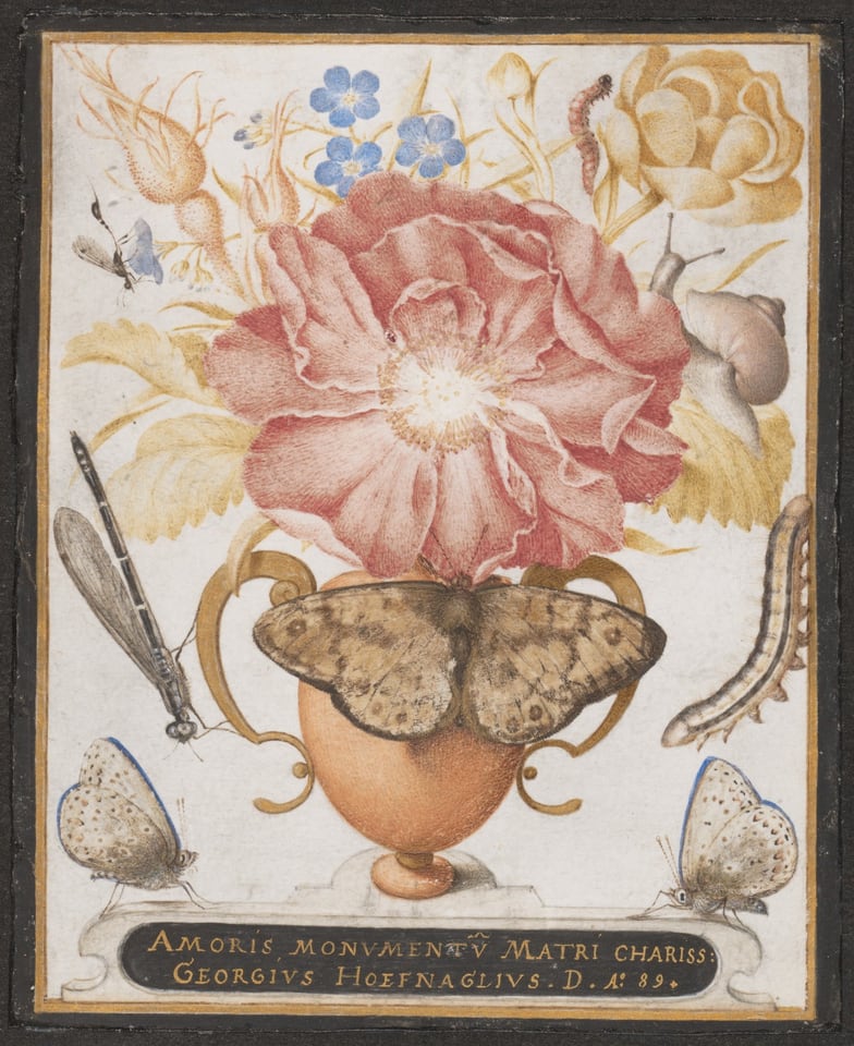 Still Life with Flowers, a Snail and Insects, by Joris Hoefnagel, 1589
