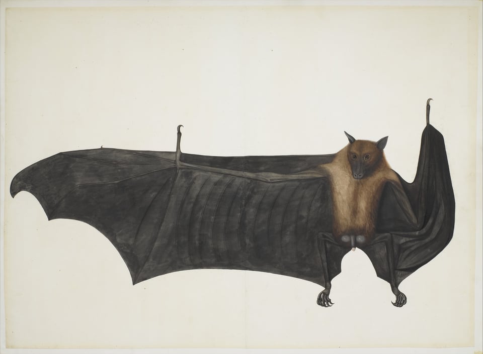 Great Indian Fruit Bat, by Bhawani Das, ca. 1777–82