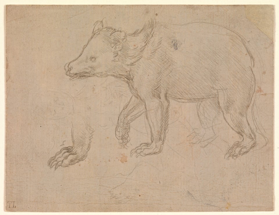 A Bear Walking, by Leonardo da Vinci, ca. 1482–85