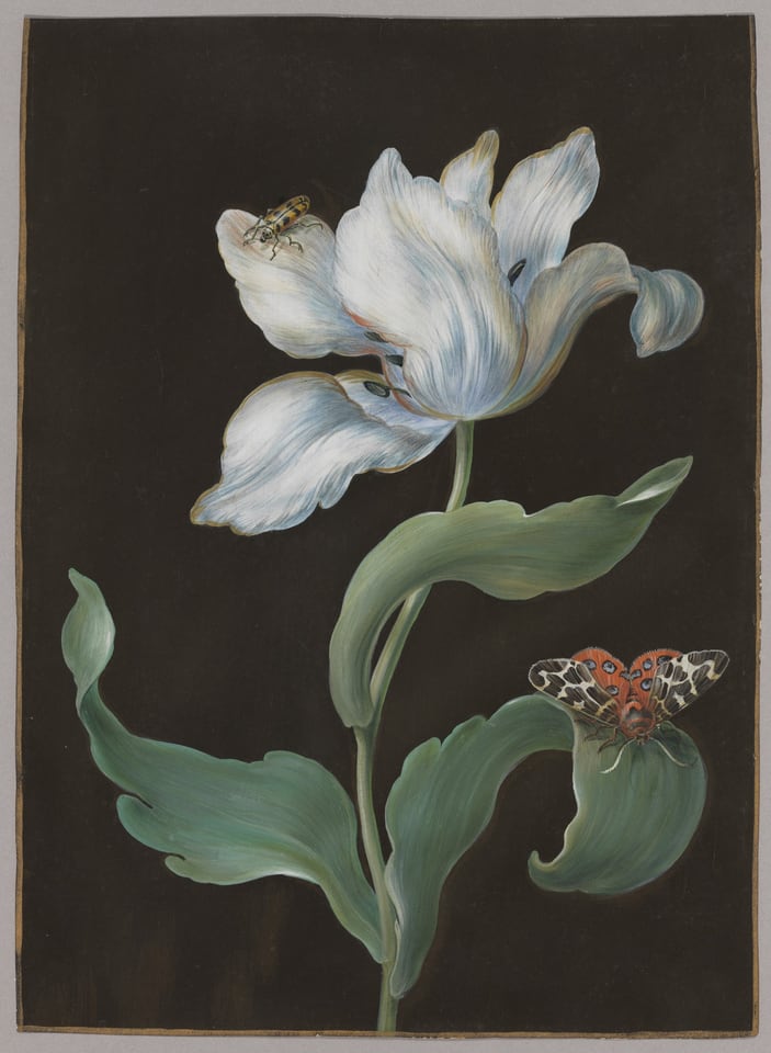 A tulip, a butterfly of the species Arctia caja (garden tiger moth), and a beetle (possibly a longhorn), by Barbara Regina Dietzsch, ca. 1750-60