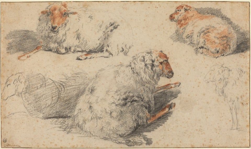 This is a drawing of multiple sheep in various poses. The full-page illustration depicts several sheep lying down. The fur of the sheep is textured with detailed pencil strokes, and there are subtle hints of shadow beneath each animal. There is a combination of different angles and poses, showing the sheep from different perspectives. The drawing also contains some rough sketches and outlines, suggesting movement and presence without complete detail. The background is plain.