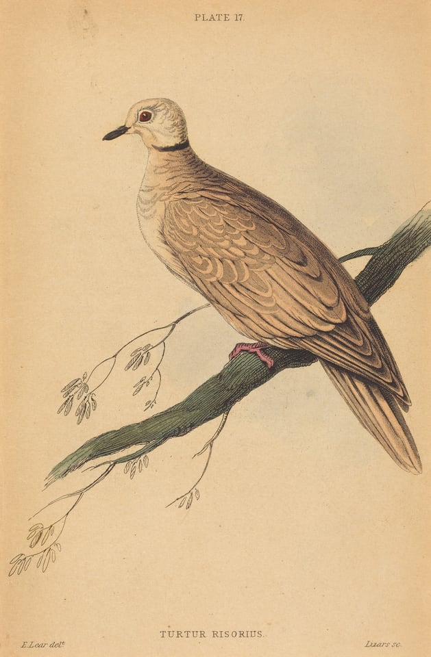 This is a drawing of a bird perched on a branch. The bird is detailed and identified as "Turtur Risorius." It rests on a green textured branch against a plain background. The bird has a black ring around its neck, soft brown plumage with intricate feather patterns, and light pink legs. Its eye is prominent and outlined within its head design. The branch is minimalist with small buds and thin twigs.