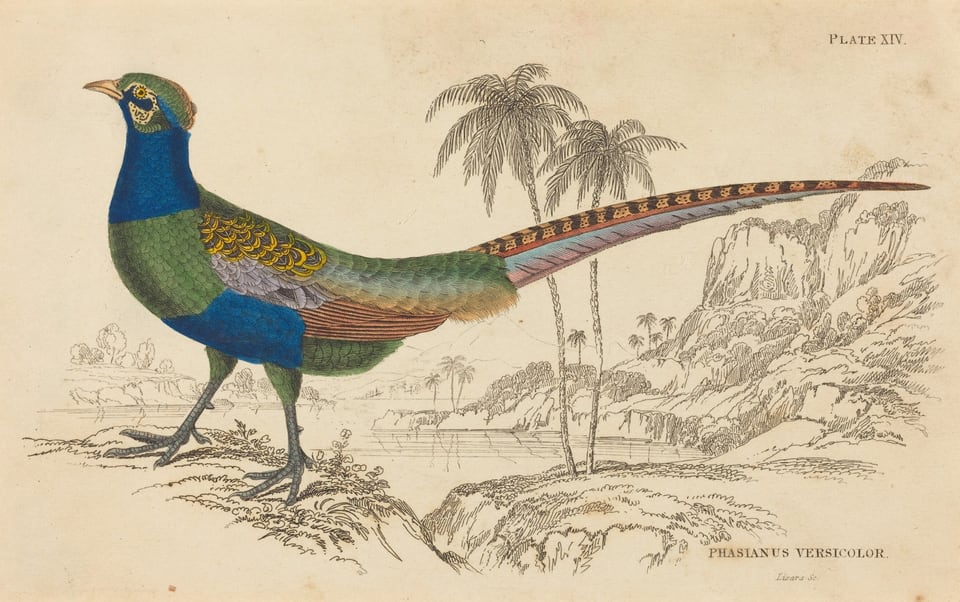 The image shows a pheasant with vivid green and blue plumage and intricate golden patterns on its wings. The bird has long, patterned tail feathers extended to the right. The background includes palm trees, rocky outcrops, and distant hills.