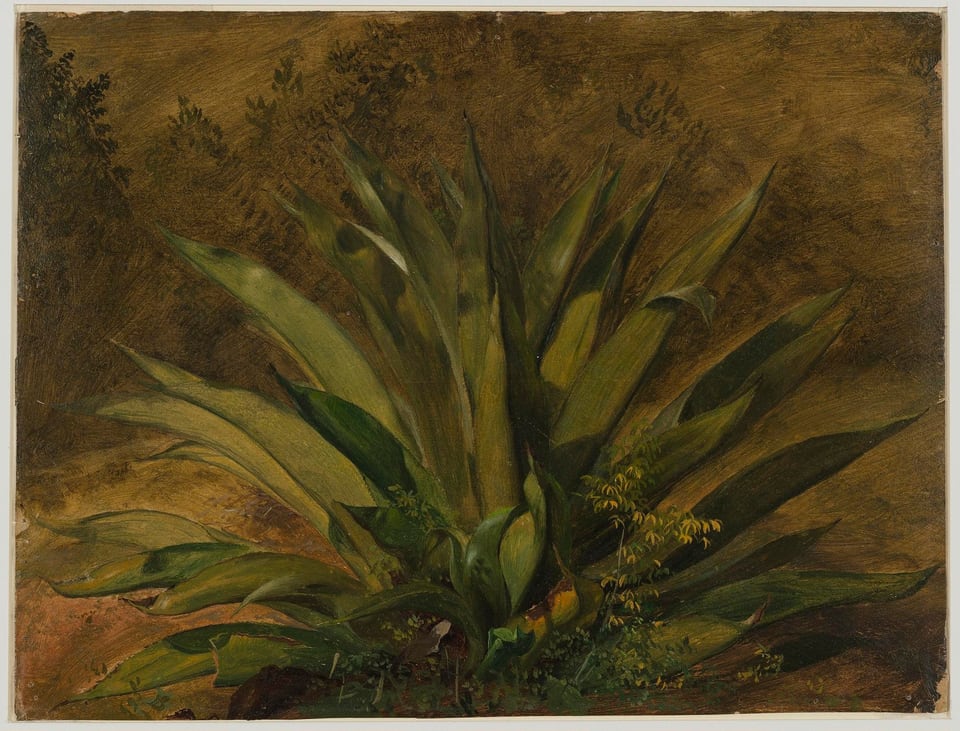 CENTURY PLANT, JAMAICA