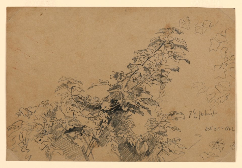 STUDY OF FOLIAGE