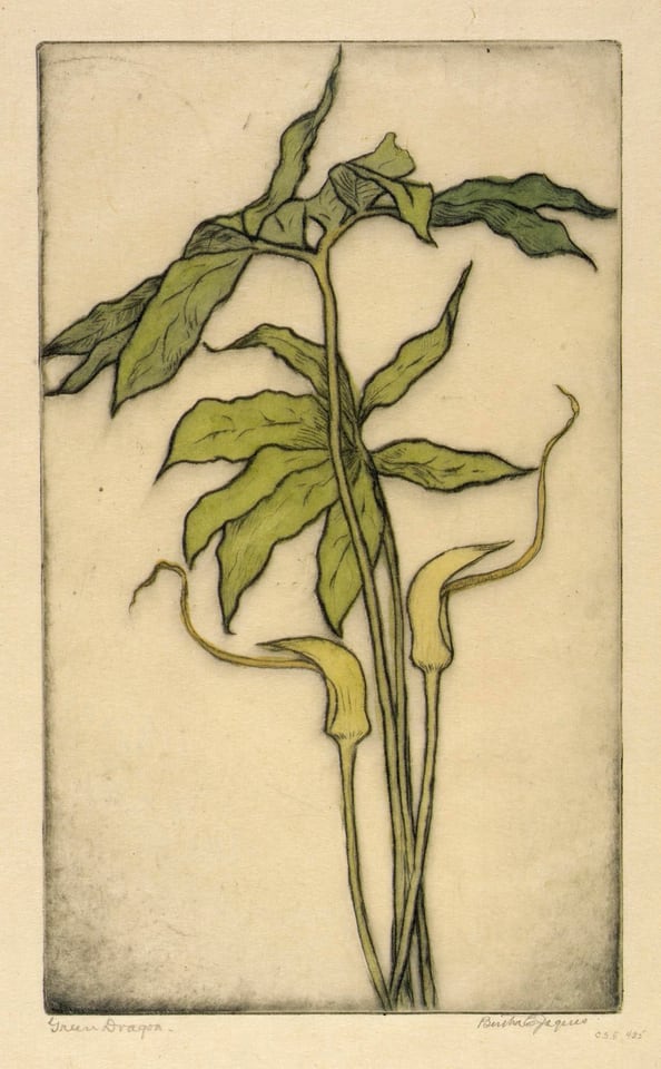 Green Dragon, by Bertha E. Jaques, n.d.