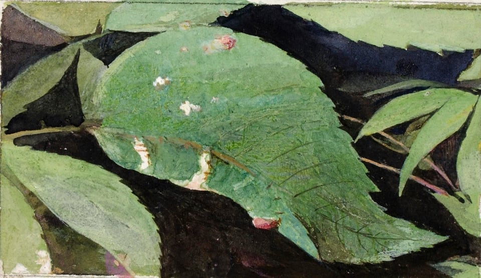 White Birch Leaf Edge Caterpillar, study for book Concealing Coloration in the Animal Kingdom, by Emma Beach Thayer