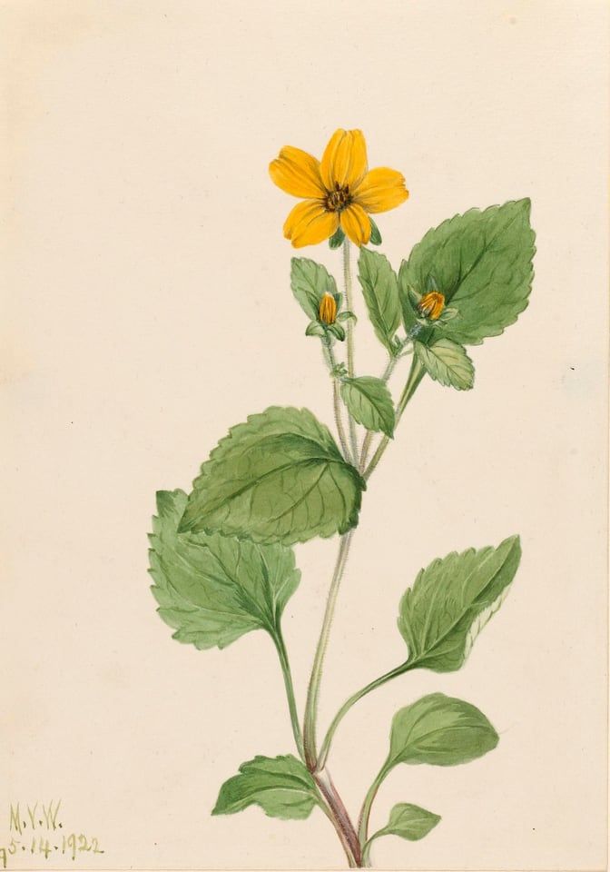 Golden Star (Chrysogonum virginianum), by Mary Vaux Walcott, 1922