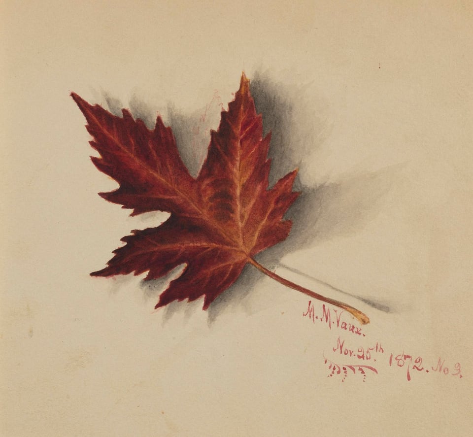 Untitled (Autumn Leaf), by Mary Vaux Walcott, 1872
