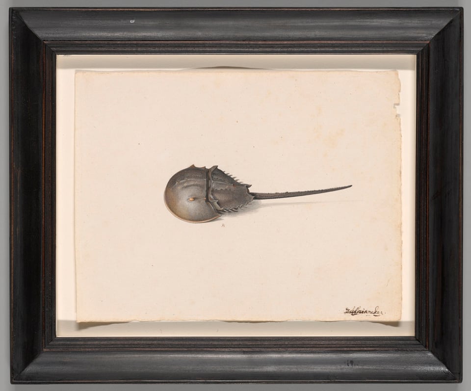 A work made of watercolor and opaque watercolor on cream laid paper.