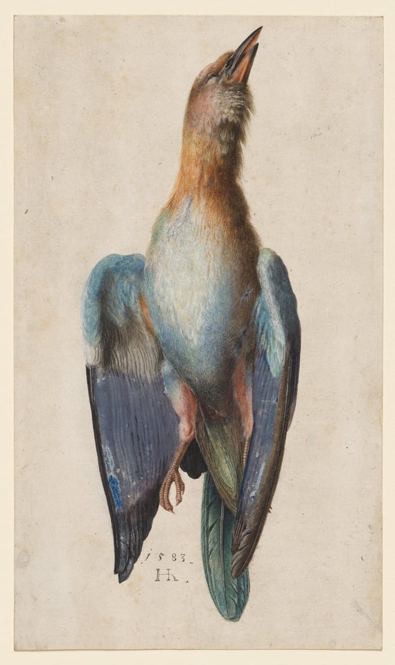 Dead Blue Roller, by Hans Hoffmann, 1583
