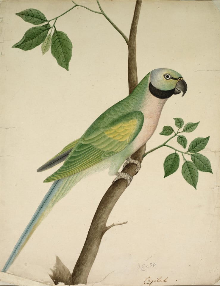 Green Parrot, c. 1820